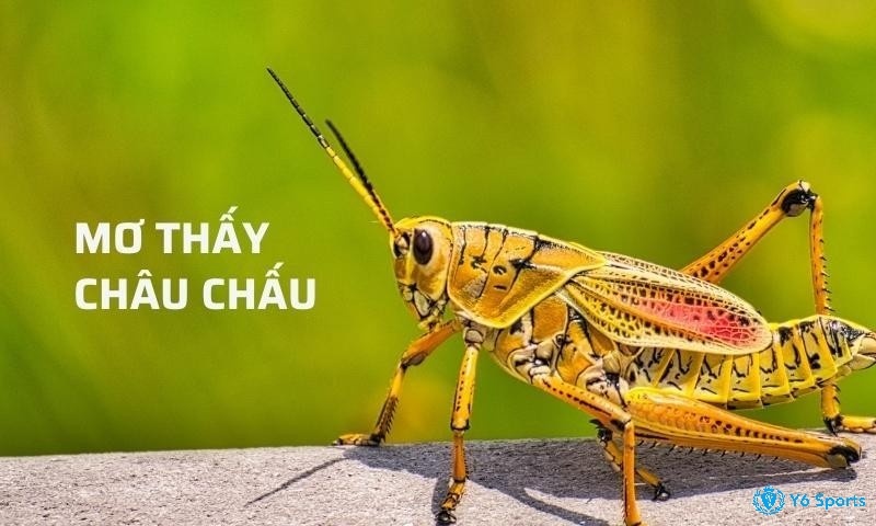 Con châu chấu đánh số mấy - Mơ thấy nó có điềm gì 2022