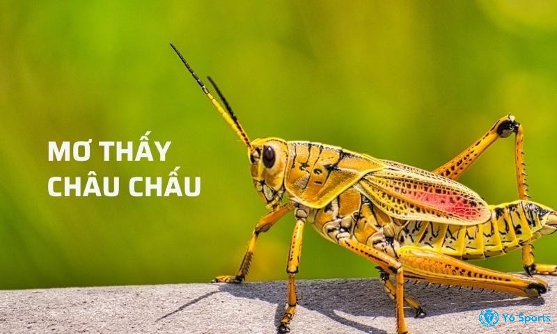 Con châu chấu đánh số mấy