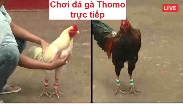 Gà đá Thomo - Cùng 868H tìm hiểu chi tiết về hình thức này