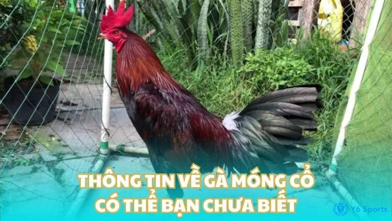 Gà Móng Cổ hay gà Giáp Cần đều như nhau