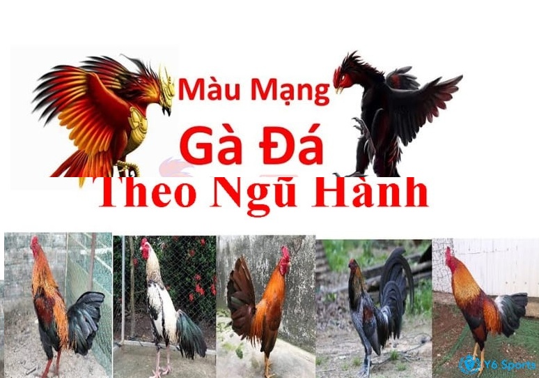 Ngày nay đá gà màu gì hiệu quả mà các sư kê cần phải nắm rõ