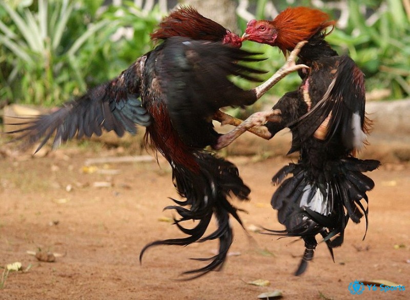 Màu mạng gà đá theo ngày mệnh Thổ