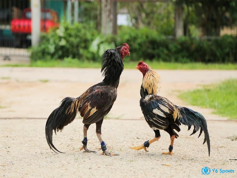 Hình thức đá gà cựa dao là gì nào phổ biến tại nhà cái